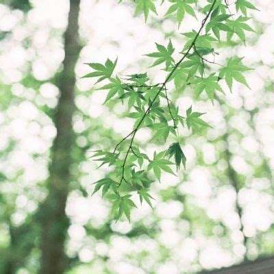 澳门一码一肖一特一中app下载截图