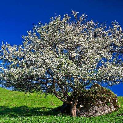 澳门一码一肖一特一中app下载截图